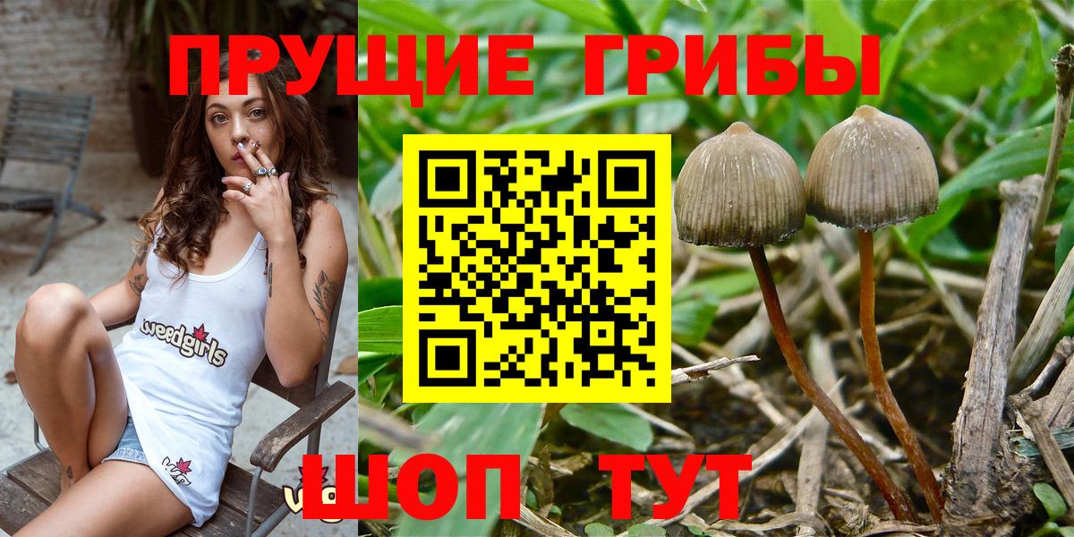 Кирово-Чепецк  Галлюциногенные грибы GOLDEN TEACHER  Вход с VPN 